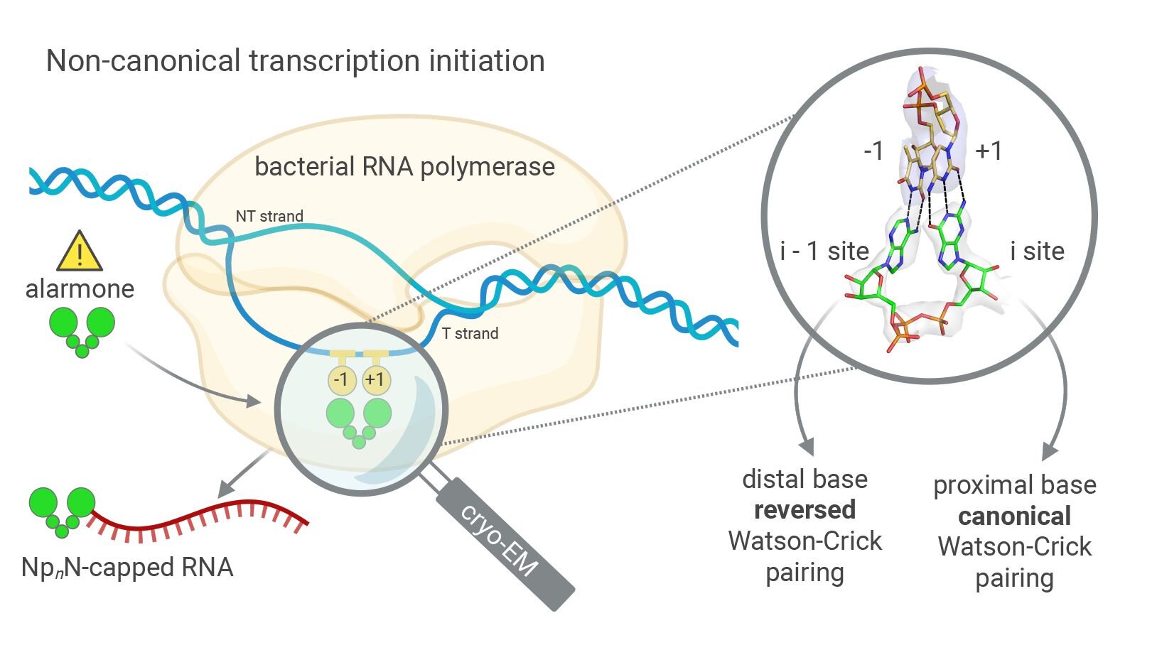 Unusual RNA caps reveal previously unknown mechanism of genetic transcription