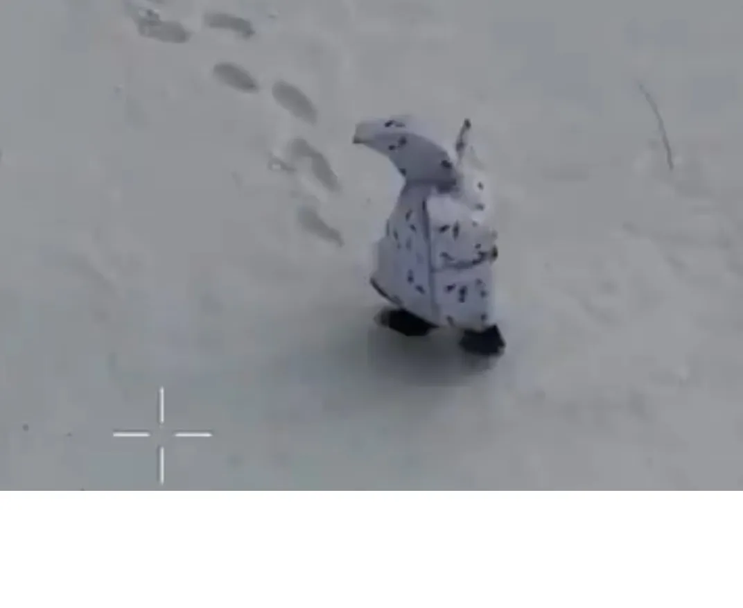 Russia’s ‘Penguin’ camouflage test on Ukraine frontline fails: Reports