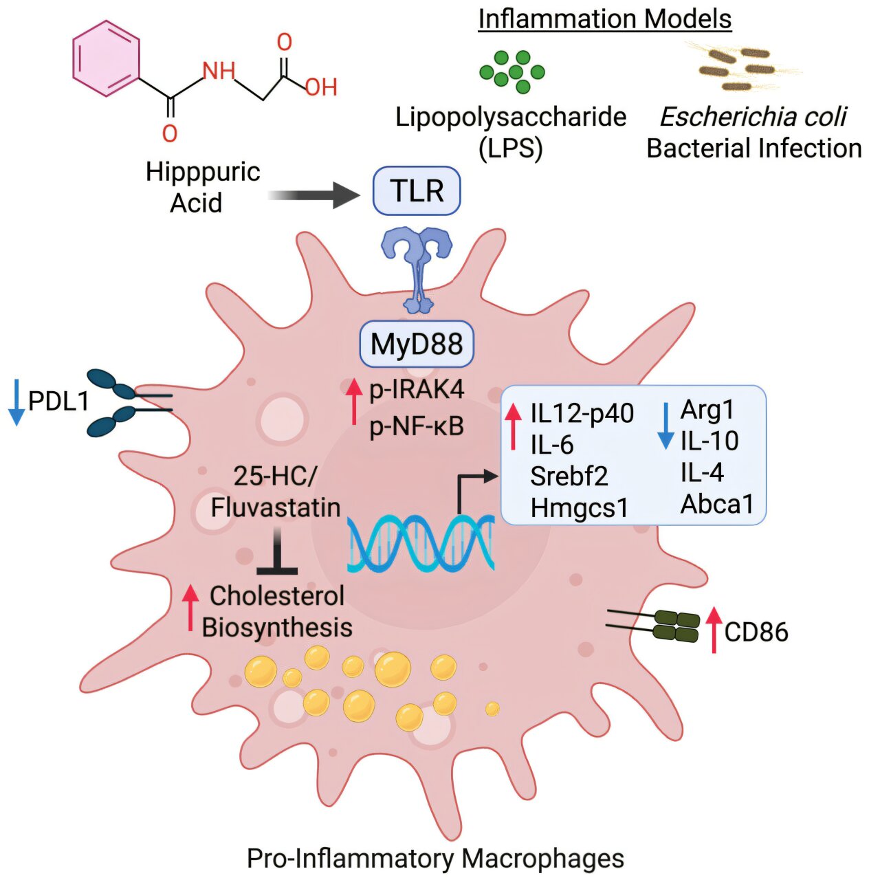 Gut-derived metabolite hippuric acid 'turns up' immune inflammation, study finds
