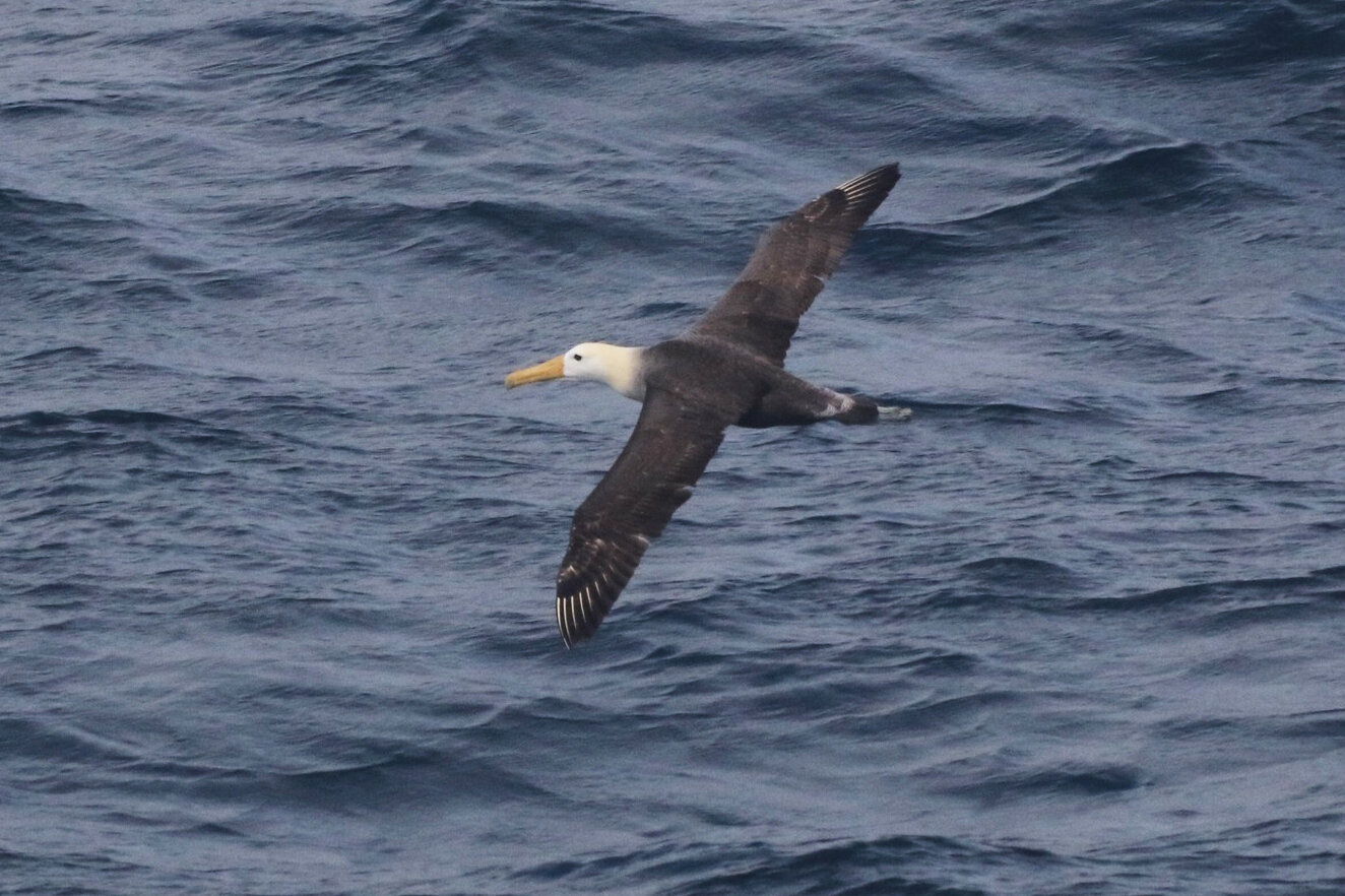 Scientists marvel at a Galapagos seabird that wandered 3,000 miles to California