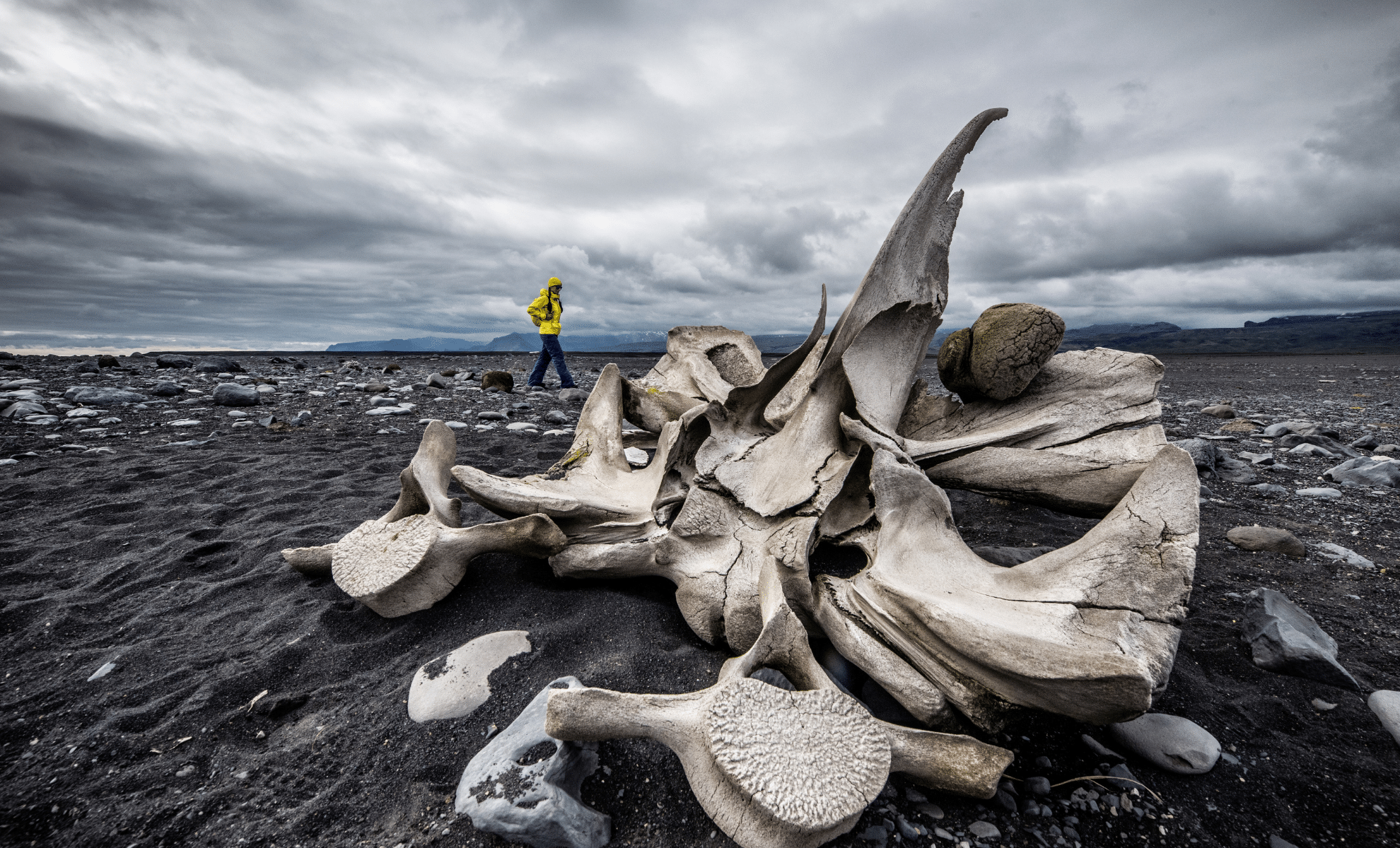 Scientists Stunned as “Mammoth” Fossils in Alaska Expose a Totally Different Ice Age Giant!