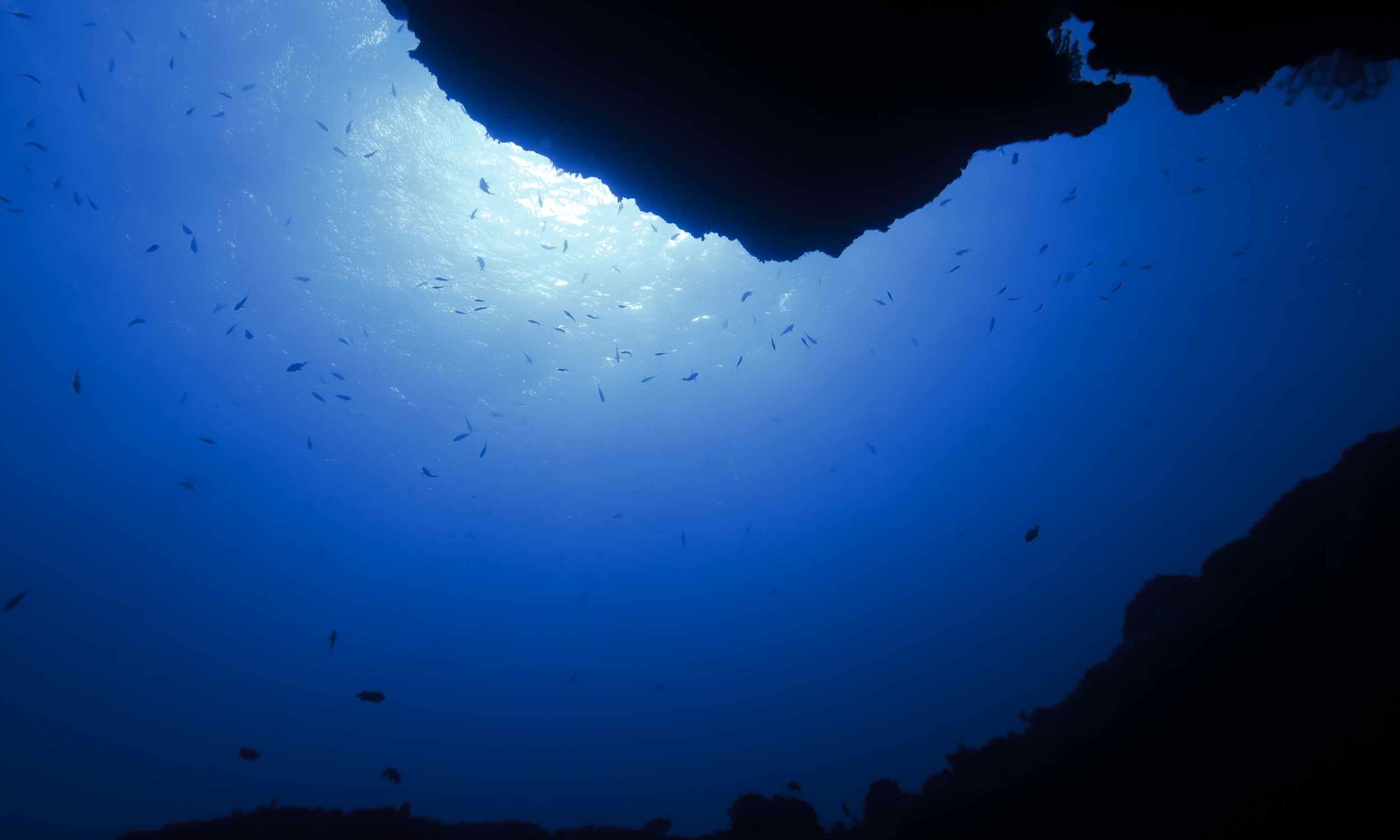 Scientists discover the possible secret blueprint of the human body in a 700-million-year-old brainless creature… and it was at the bottom of the sea