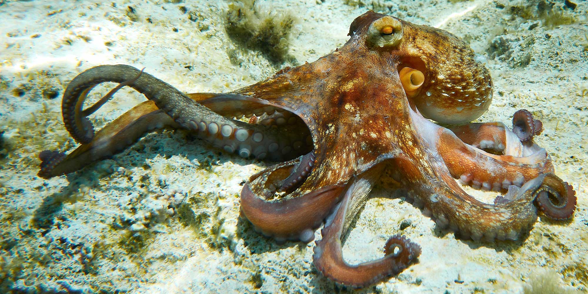 Ultimate camouflage tech mimics octopus in scientific first • The Register