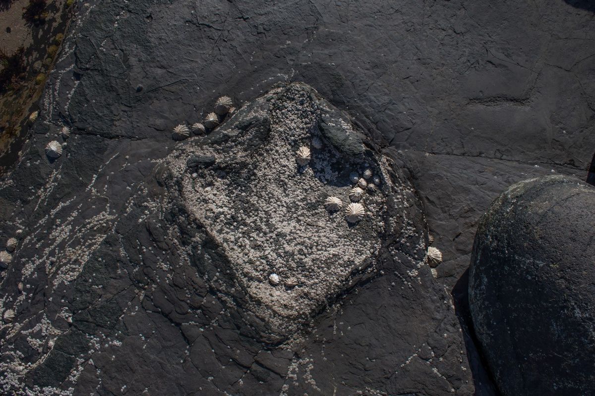 How AI Is Solving Some of Paleontology’s Biggest Dinosaur Footprint Mysteries