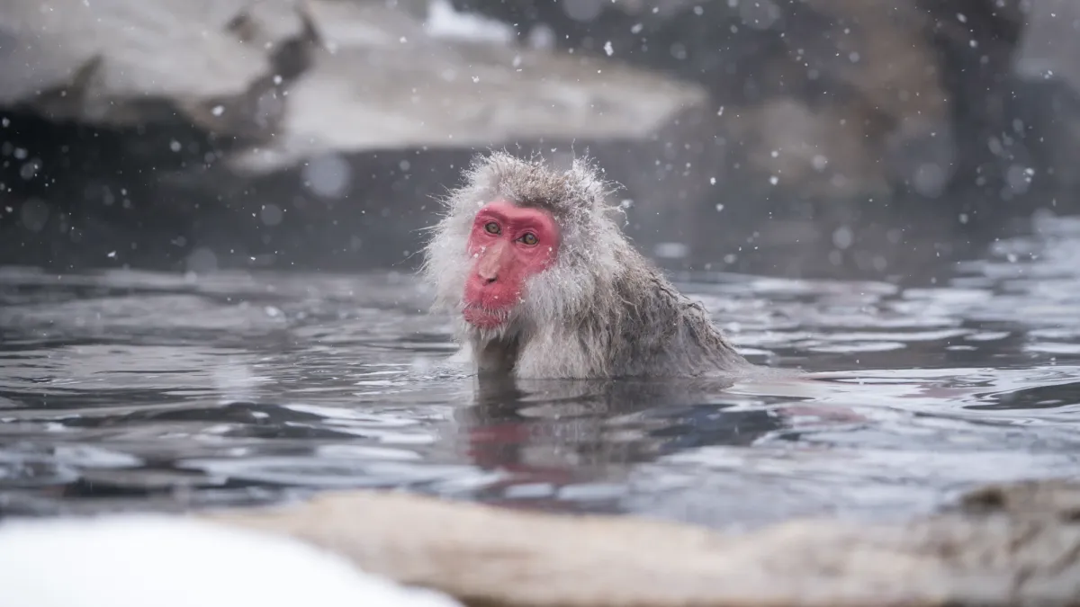 Japanese snow monkeys get more than just relief from hot springs