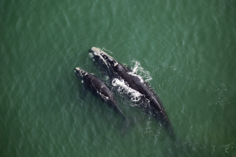 Making 60% of the ocean manageable (Commentary)