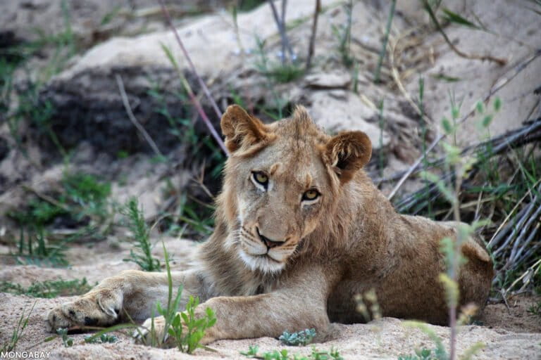 Poaching African lions for black market could pose existential threat