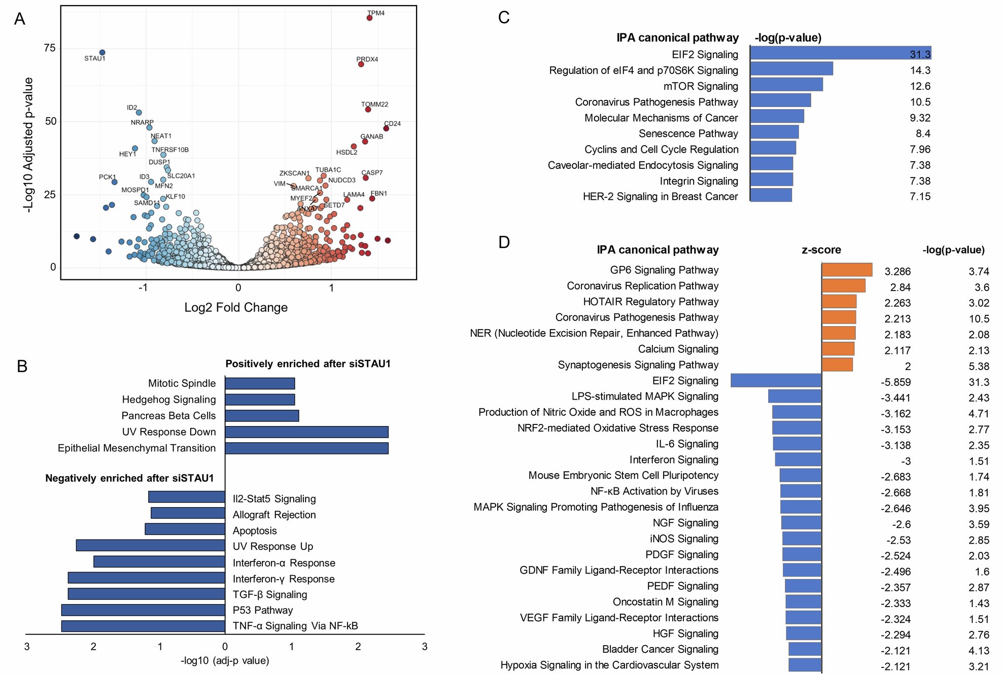 New ALS treatment target identified: STAUFEN-1 protein reduction protects brain cells from death