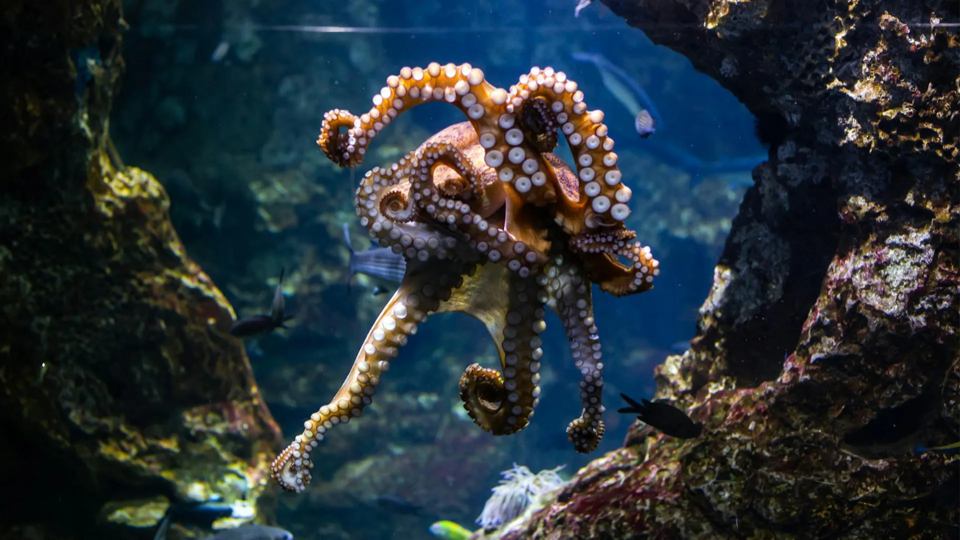 Octopus molecule saves perovskite solar cells from oxygen