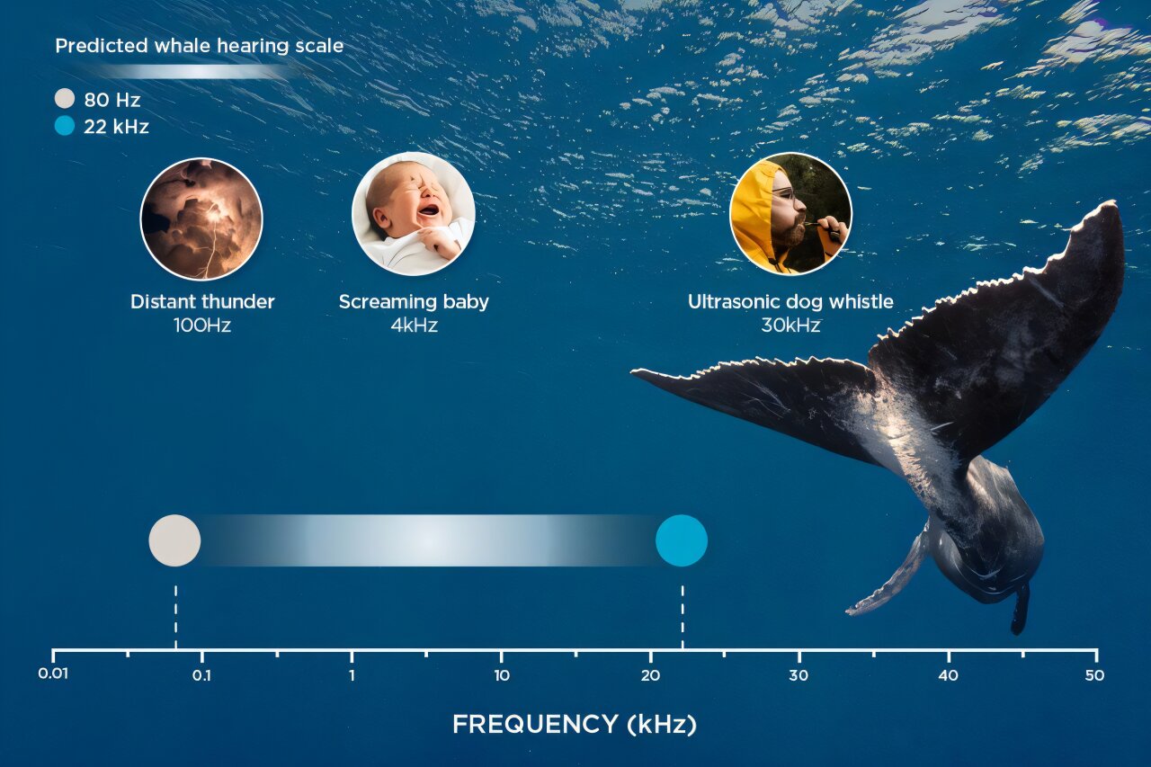 Hearing tests uncover unexpected humpback sensitivity to high-frequency noise