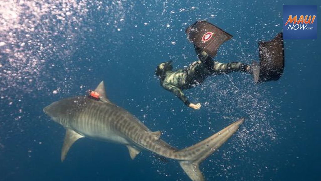 Acoustic tracking of tiger sharks at Olowalu finds they mate during Maui’s whale season : Maui Now