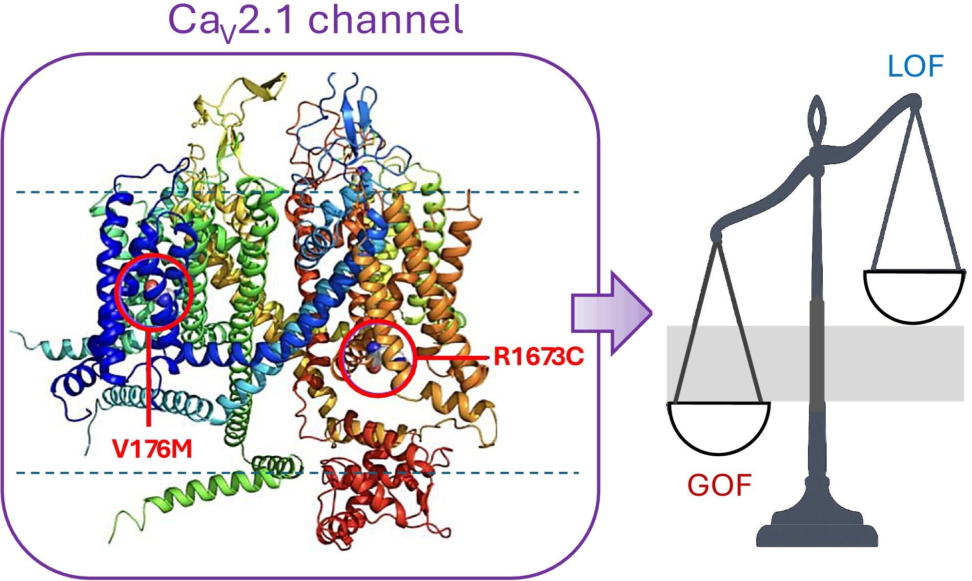 Mutation-specific defects in neurological disorders mapped, pointing toward personalized therapies
