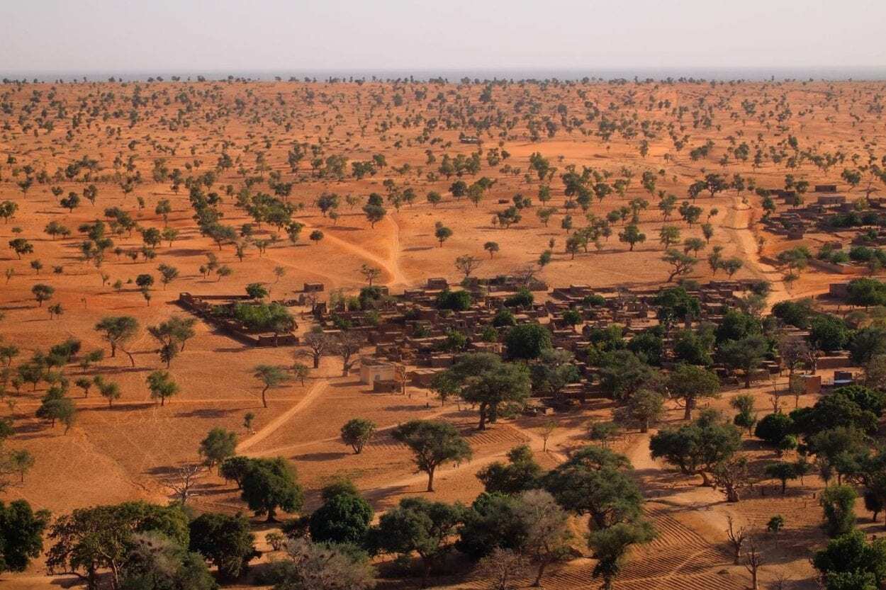 Artificial Intelligence Reveals Hundreds of Millions of Trees in the Sahara