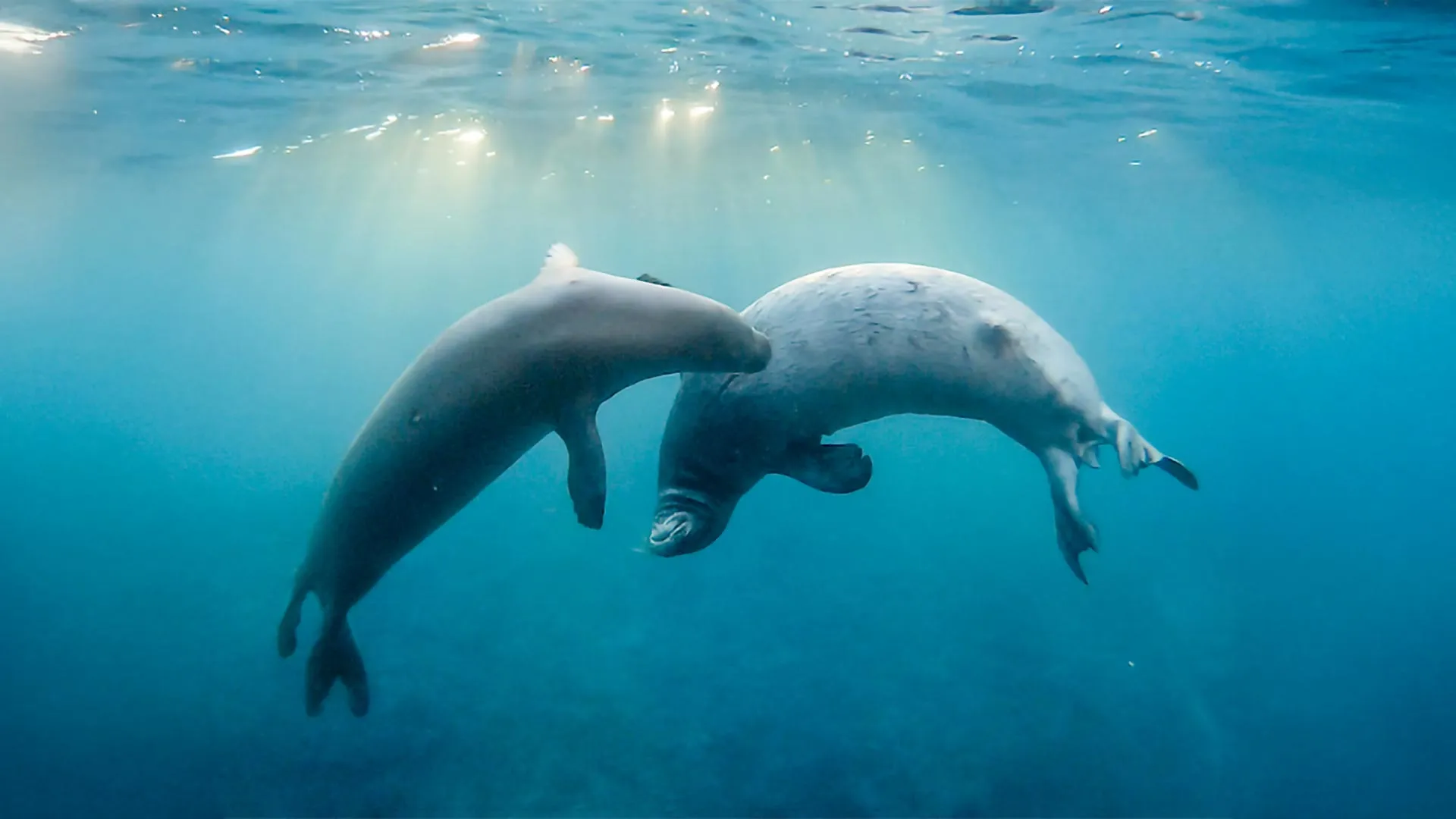 Secret underwater language of Hawaiian monk seals has 25 new calls