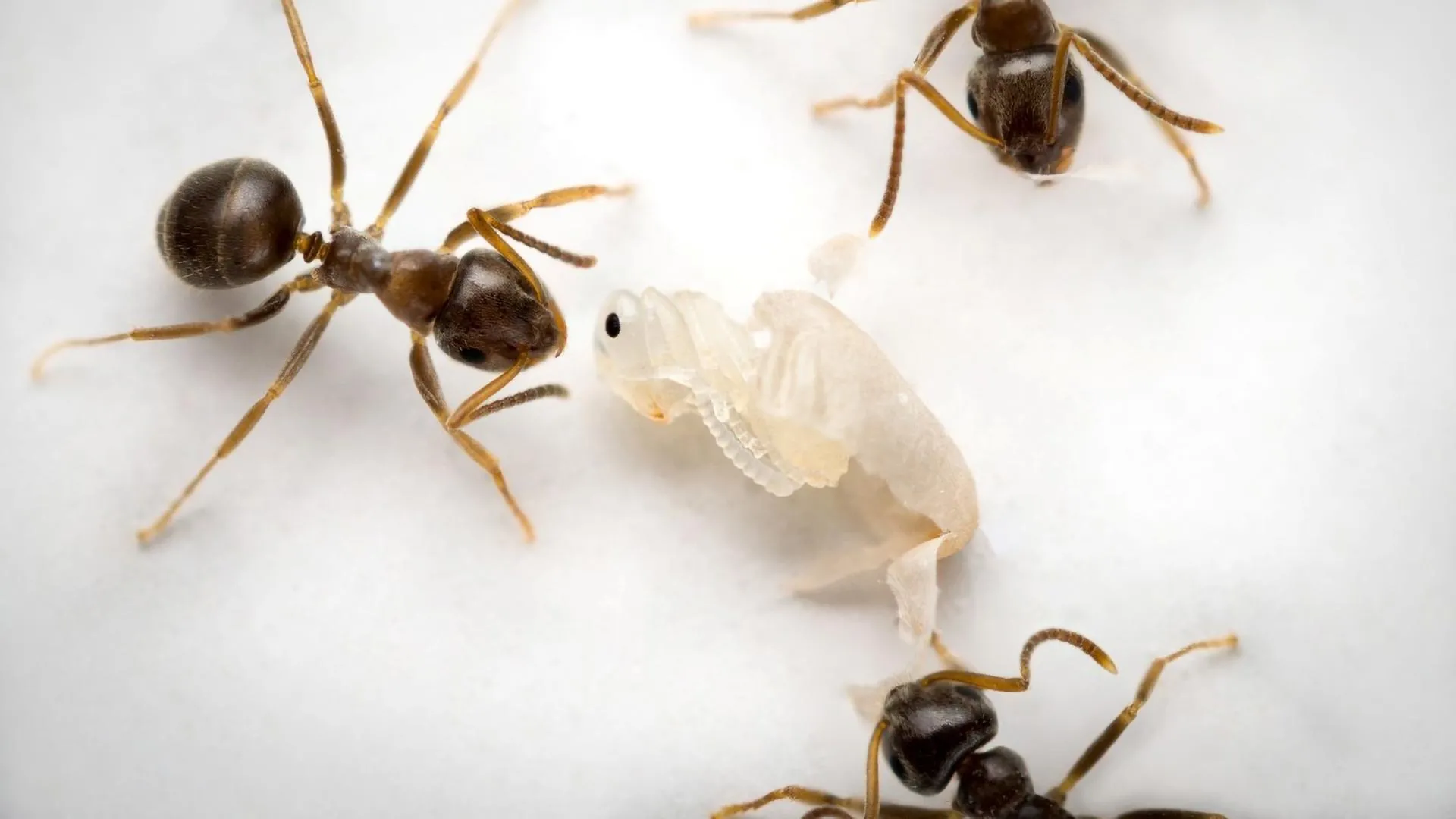 Doomed ants send a final scent to save their colony