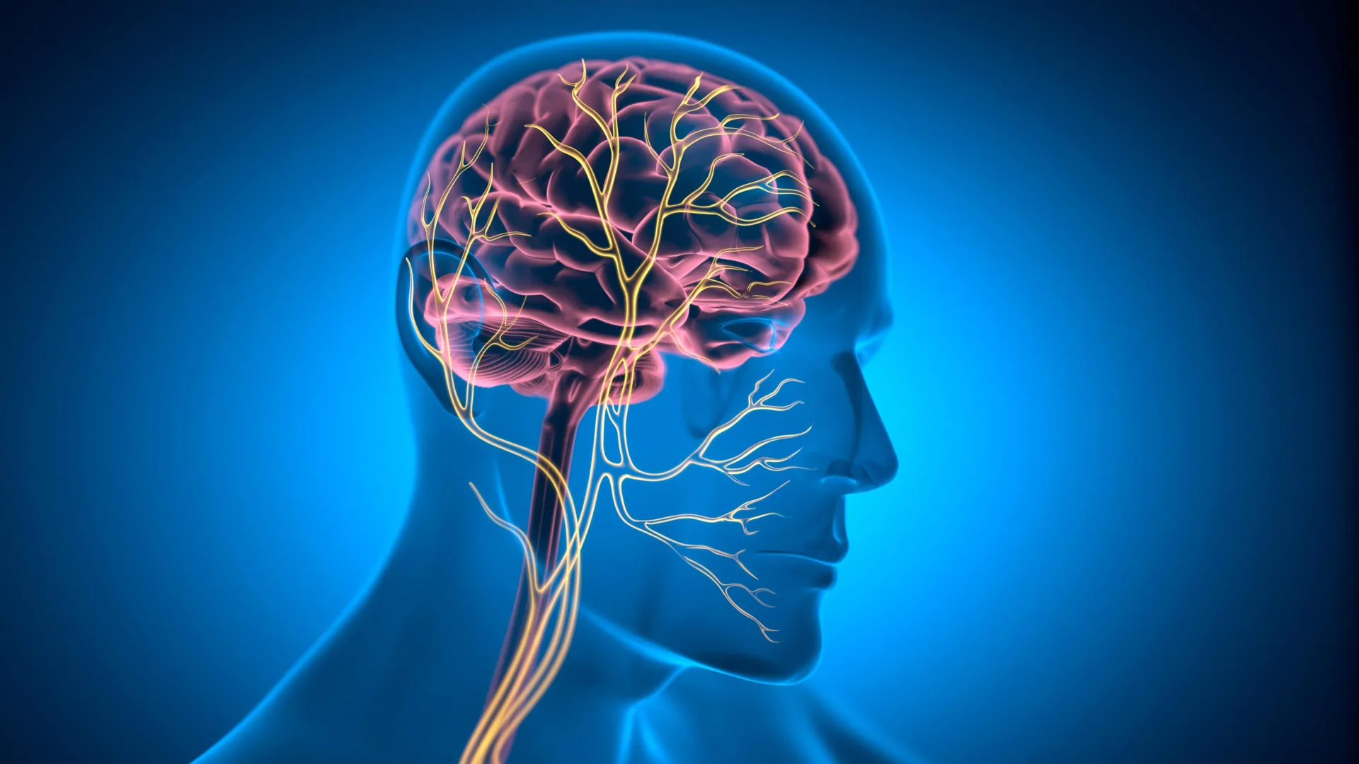 This tiny nerve may help keep the heart young