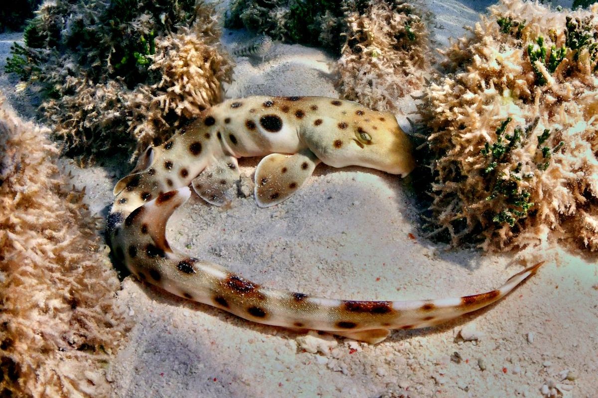 Walking Sharks Are Breaking the Rules of Evolution and Reproduction