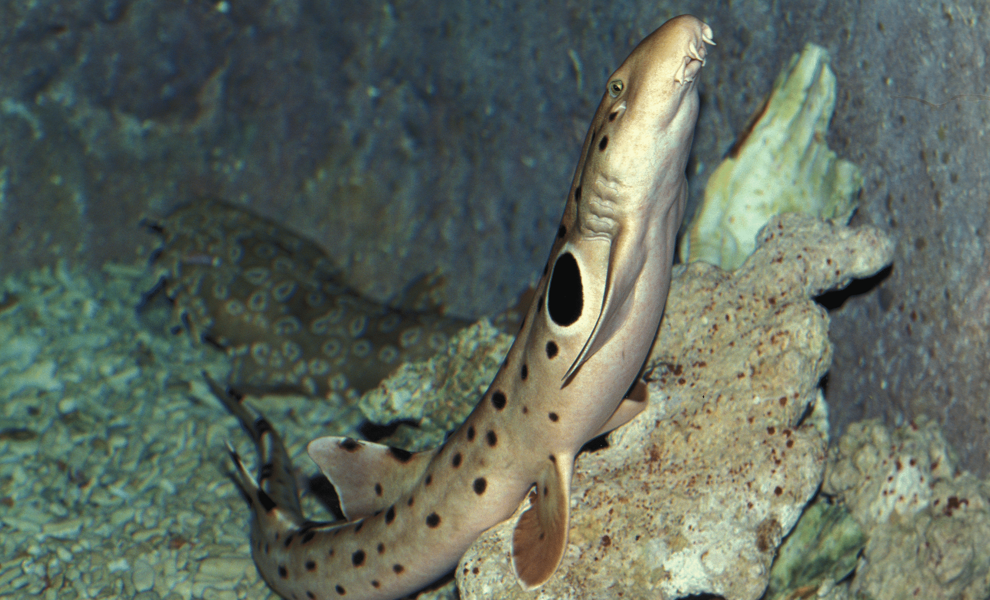 ‘Walking Sharks’ Discovered in Australian Waters Defy Nature’s Rules