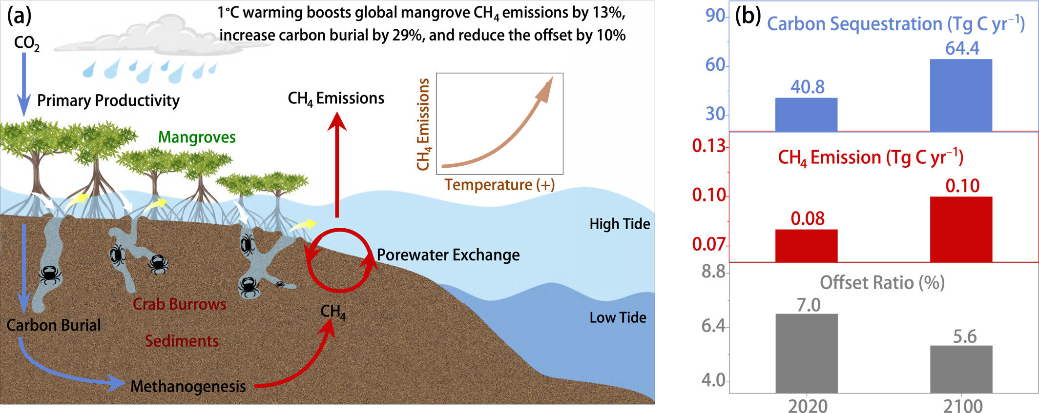 Warming may increase mangrove methane emissions—but these forests remain powerful carbon sinks