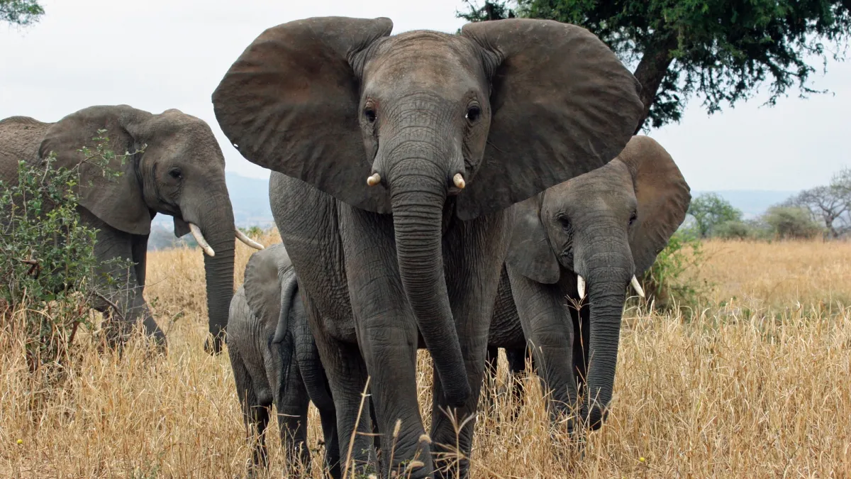Why do elephants have such big ears? There’s not one answer.