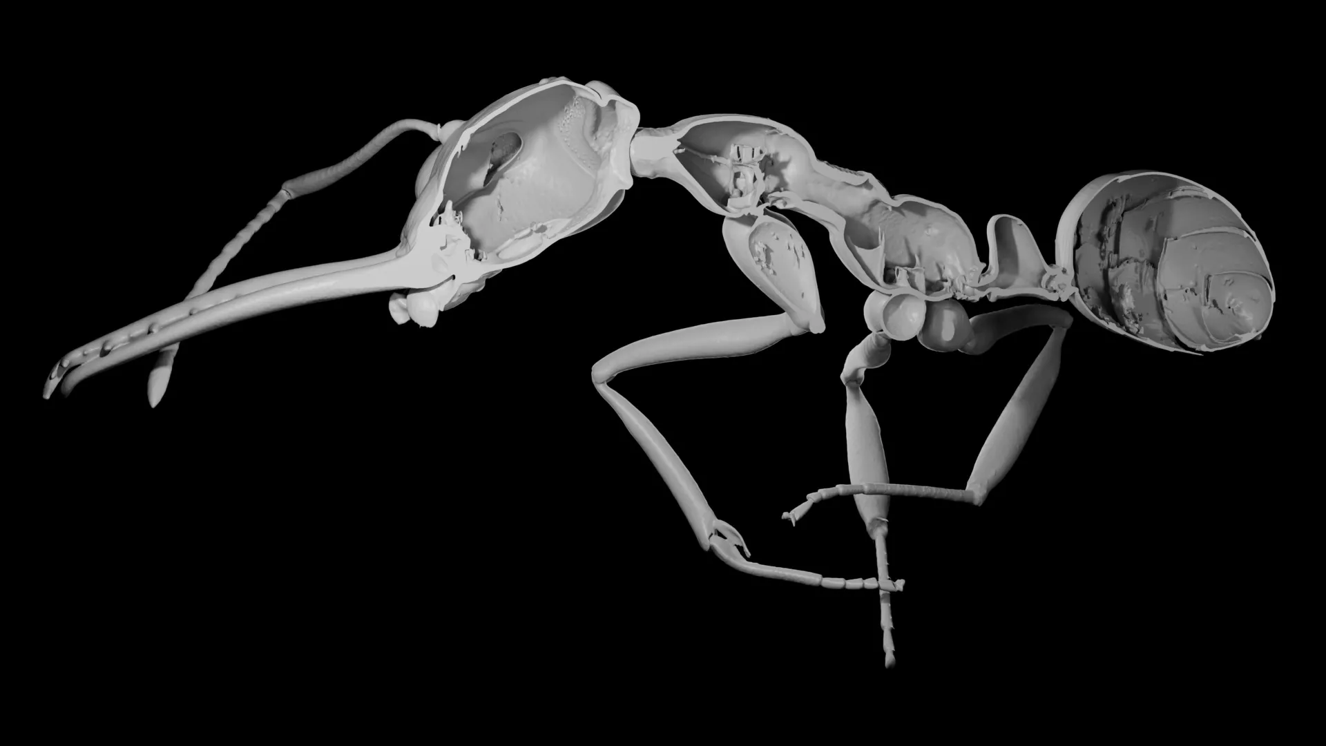 Why evolution rewarded ants that sacrificed protection