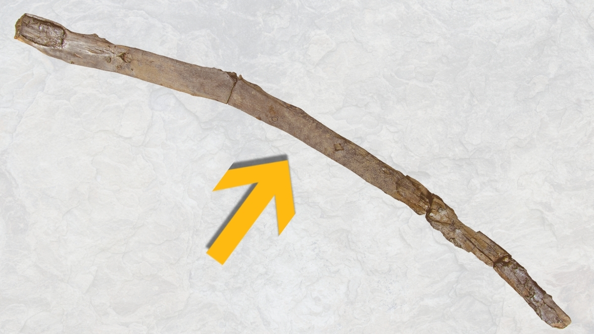 430,000-Year-Old Stick Found in Greece Among Humanity’s Oldest Wooden Tools : ScienceAlert