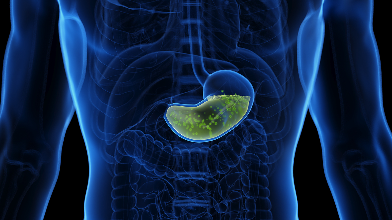 Why doesn’t stomach acid burn through our stomachs?