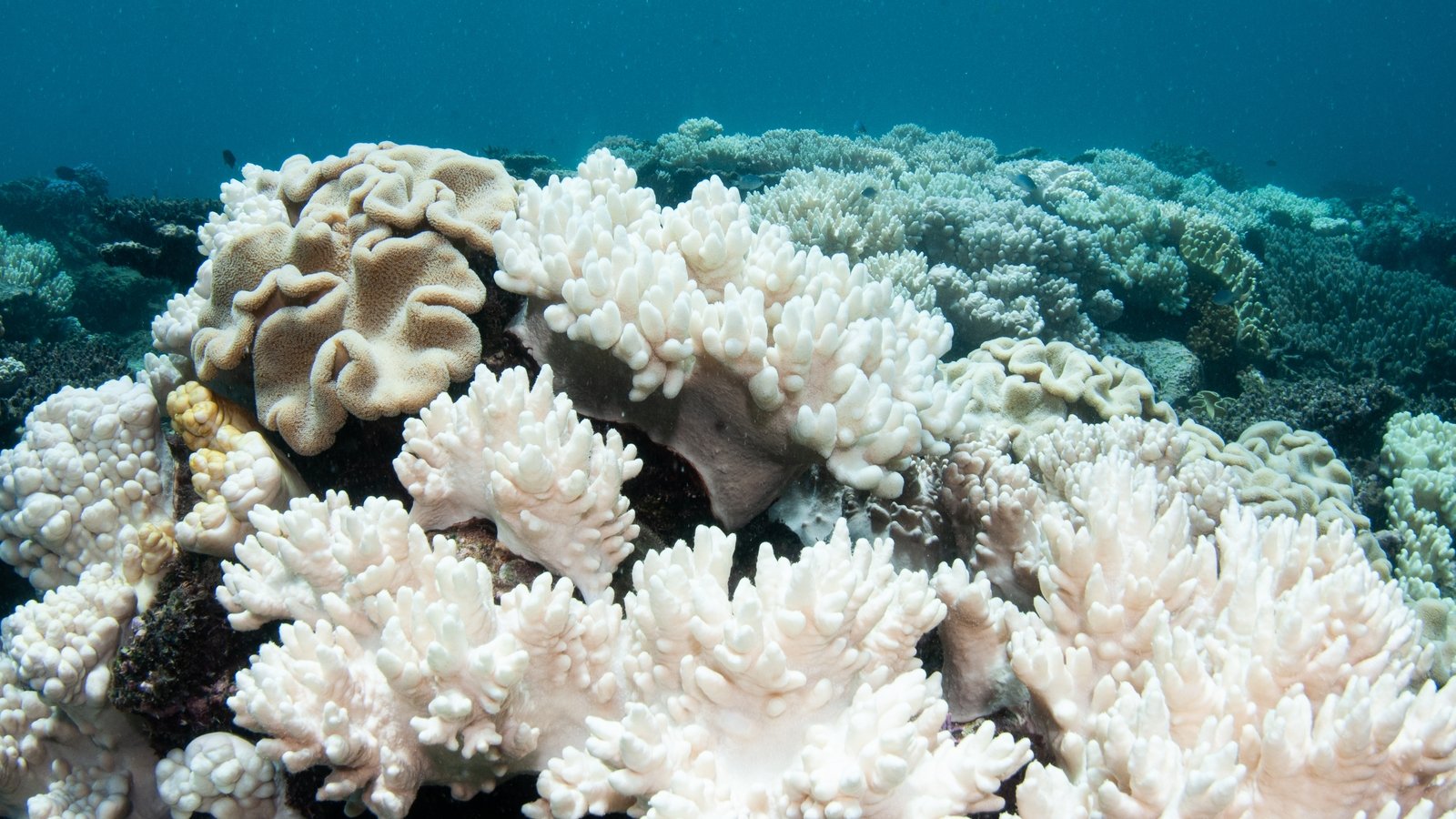 Three-year heatwave bleached 51% of planet’s coral reef