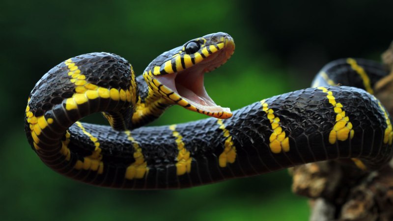 Some snakes lack the ‘hunger hormone.’ Experts are hungry to know why