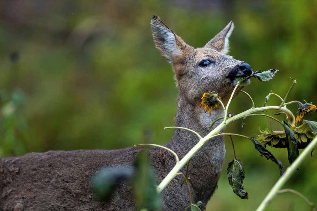 A Little Poop Could Keep Deer From Damaging Forests