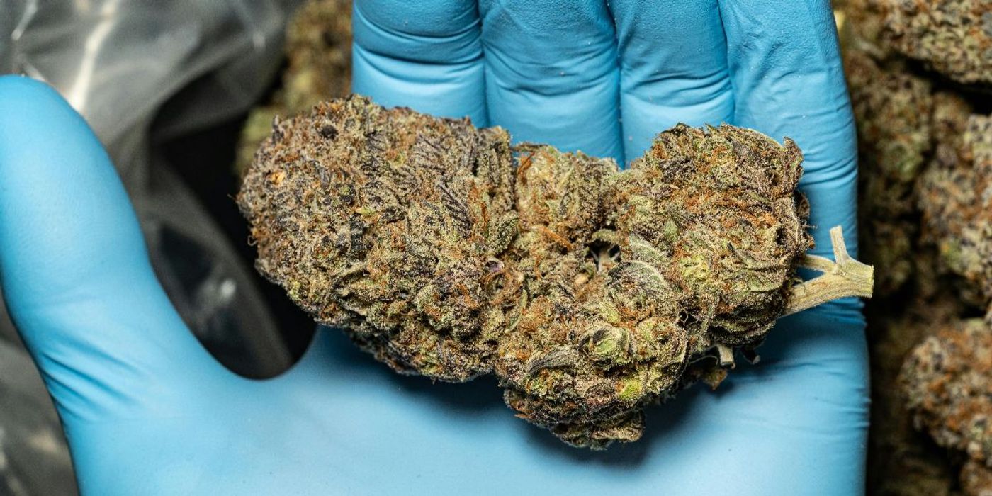 THC and Celecoxib Show Promise in Alzheimer’s