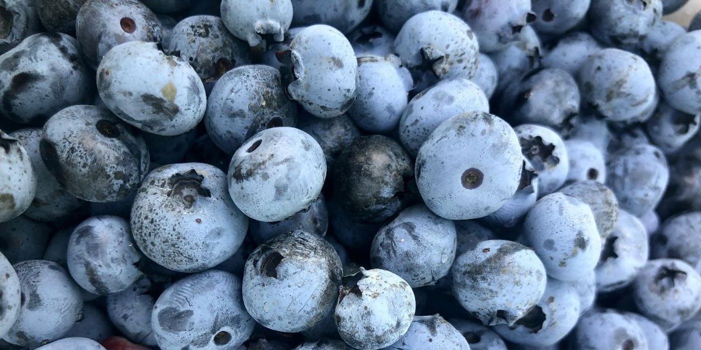 Wild Blueberries Improve Vascular and Cardiometabolic Health