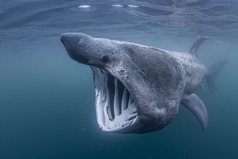 New global map shows where sharks and rays most need protection