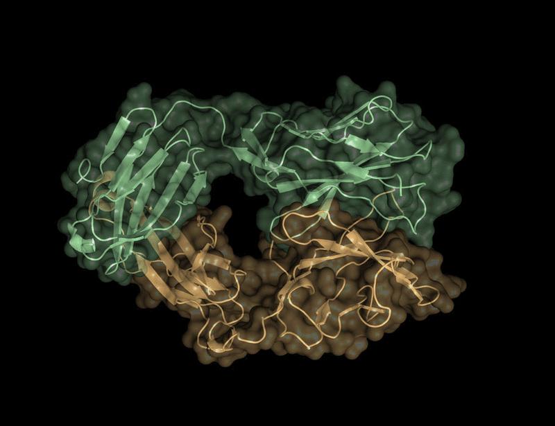 TCRγ constant usage tunes human γδ T cell antigen sensitivity, thymic programming, and peripheral function | Science Immunology