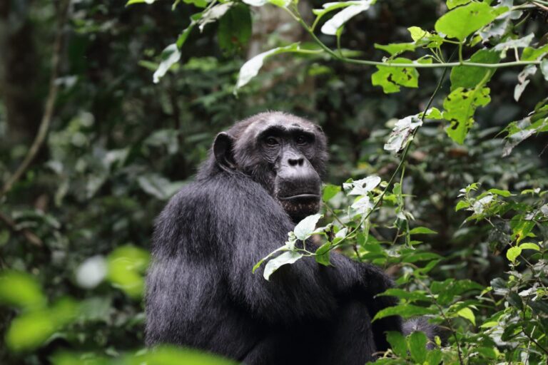 Risk-taking comes earlier in chimpanzees than in humans, study finds