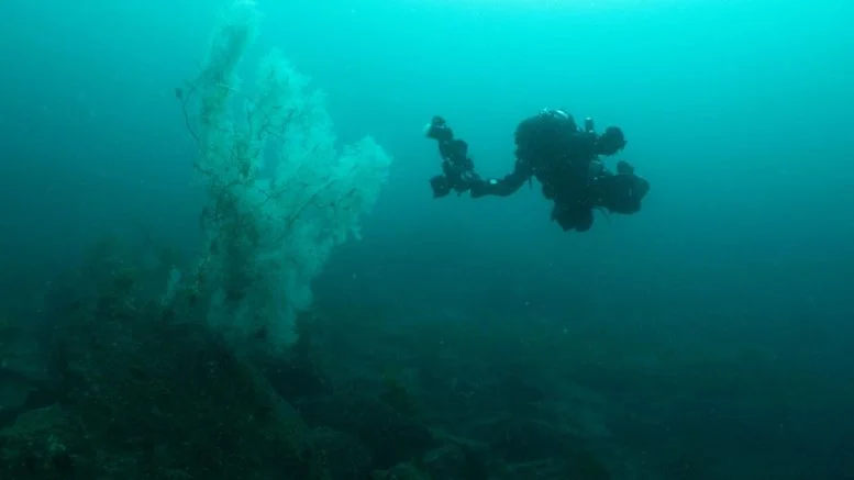 “Absolutely Huge” – Giant 400-Year-Old Black Coral Stuns Marine Researchers in New Zealand