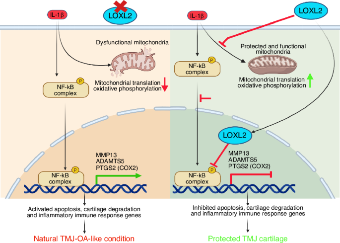 LOXL2 deletion triggers TMJ osteoarthritis, while overexpression protects it from NF-κB-induced chondrocyte apoptosis