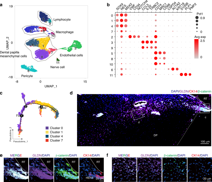Identification of GLDN+ odontogenic stem cells as crucial for human tooth development and regeneration