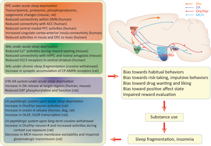 Sleep regulates drug seeking and relapse – a perspective