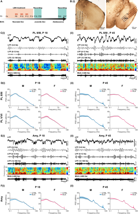 Early-life stress impairs development of functional interactions and neuronal activity within prefrontal-amygdala networks in vivo