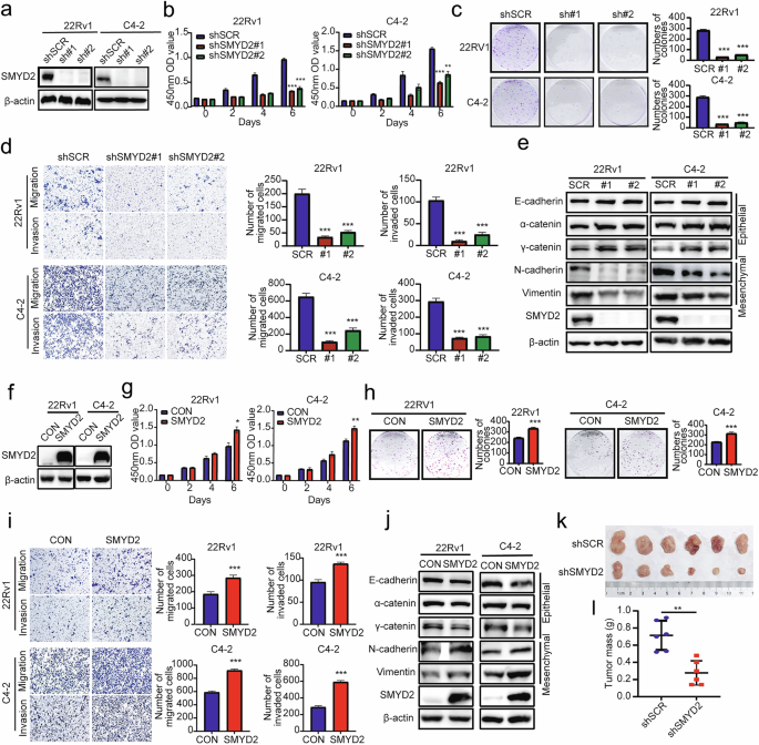 Correction: Lysine methyltransferase SMYD2 enhances androgen receptor signaling to modulate CRPC cell resistance to enzalutamide