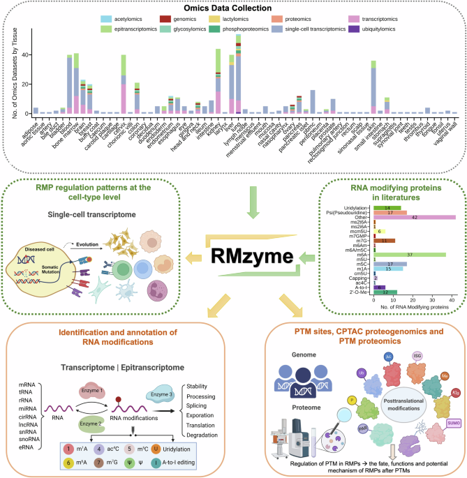 RMzyme: regulations of RNA-modifying enzymes in humans