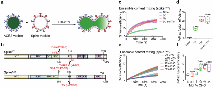 Molecular mechanism of cholesterol-dependent membrane fusion in SARS-CoV-2 entry