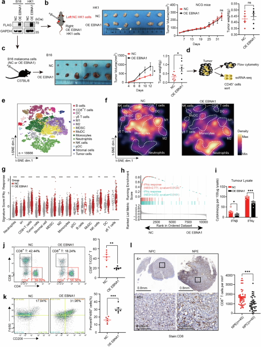 Exogenous Epstein–Barr virus nuclear antigen 1 induces ADAR1-driven tumor resistance against immunotherapy