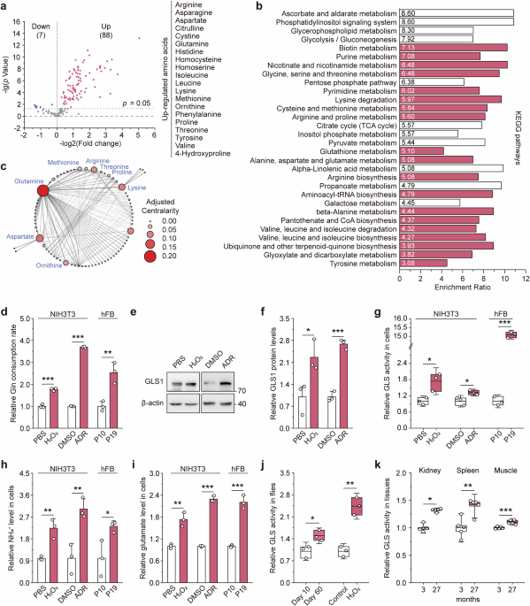 Hyperglutaminolysis drives senescence and aging through arginine-mTORC1 axis activation