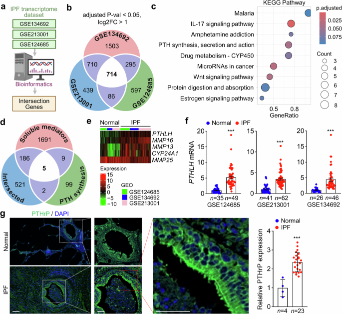 Parathyroid hormone–related protein is a therapeutic target in idiopathic pulmonary fibrosis