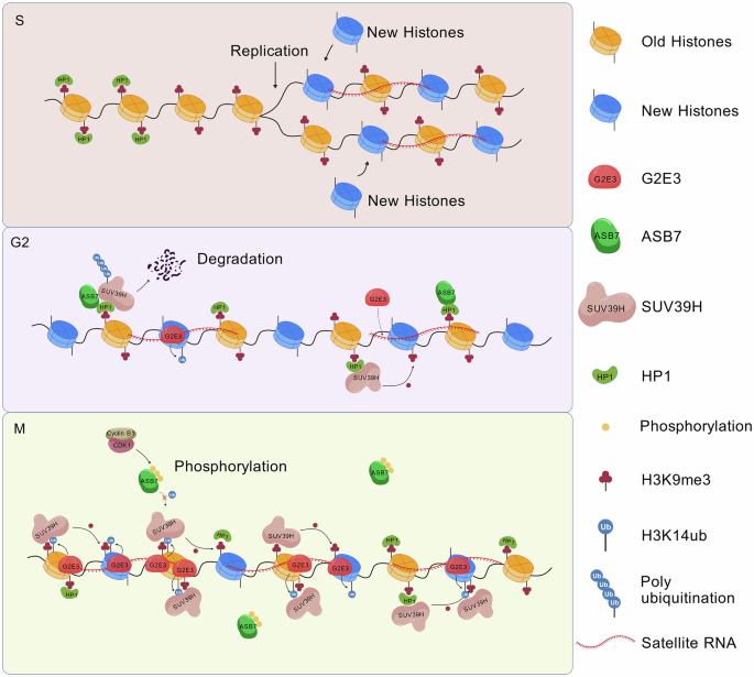 Ubiquitination at pericentromeric regions: directing heterochromatin reassembly during cell division