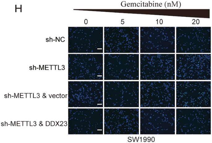 Correction: METTL3 enhances pancreatic ductal adenocarcinoma progression and gemcitabine resistance through modifying DDX23 mRNA N6 adenosine methylation