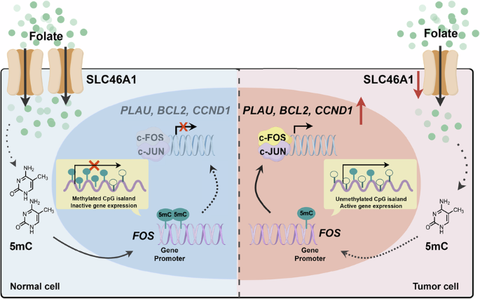 SLC46A1 deficiency-mediated folate restriction suppresses colorectal cancer progression through epigenetic-transcriptional reprogramming
