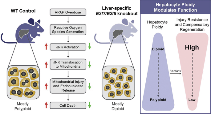 Diploid hepatocytes resist acetaminophen-induced liver injury through suppressed JNK signaling